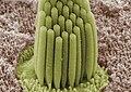 Stereocilia of frog inner ear