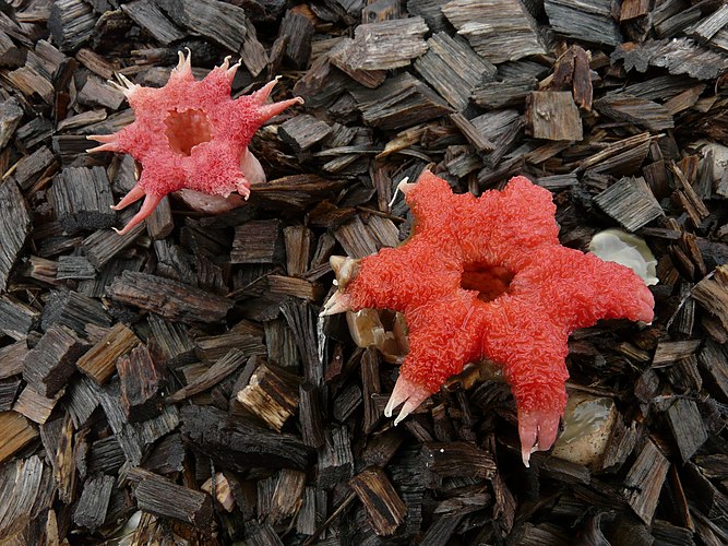 Гриб морской звезды (Aseroe Rubra) в Квинсленде (Австралия)