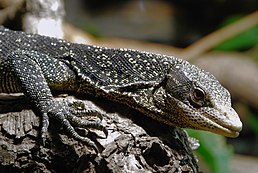 Varanus boehmei, сфотографований у віварії Музею König у Бонні