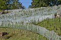 Vignes, Chasteaux (12 septembre 2014)