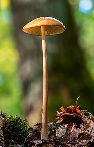 43. Platz: Ermell mit Wald-Kahlkopf im Bruderwald Bamberg