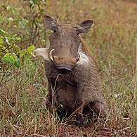 Southern warthog P. a. sundevallii female, South Africa
