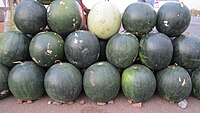 Watermelon for sale