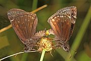 Adult, ventral view of wings.