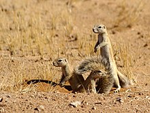 Three cape ground squirrels emerging from a burrow in the Namib Desert