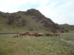 南戈壁的駱駝群