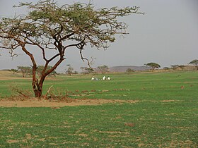 جانب من وادي دوقة شمال القنفذة - تهامة