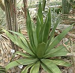 Agave caribaeicola