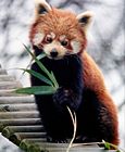 Western red panda eating bamboo
