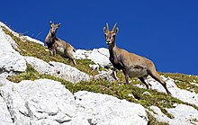 Two goat-like animals with horns stand on a rocky slope with grass. The animal on the left is smaller and younger than the one on the right. The sky behind the slope is blue.