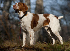 Spaniel bretón