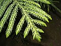 Image 32Araucariaceae: awl-like leaves of Cook pine (Araucaria columnaris) (from Conifer)