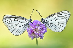 42. Platz: Sven Damerow mit Baum-Weißlinge (Aporia crataegi) auf dem Elbdeich bei Rühstädt im NSG Wittenberge-Rühstädter Elbniederung