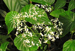 Begonia capensis