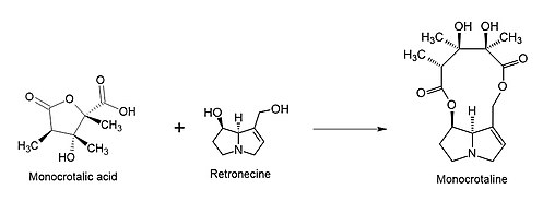 Biosynthesis of monocrotaline in plants.