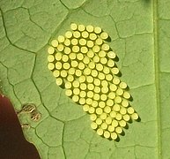 Recently laid eggs on a leaf of Sclerocroton integerrimus