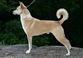 Canaan dog