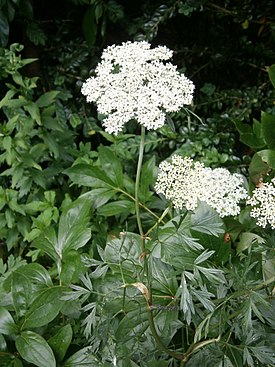 Пусторёберник Фишера (Cenolophium fischeri)