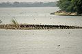 Cormorants and waterfowls in Karaivetti Bird Sanctuary