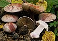 Cortinarius rufo-olivaceus