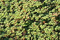 A raspberry bush of the rubus genus. A sign near the bush labeled it as a "rubus calycinoide."