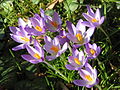 Crocus tommasinianus