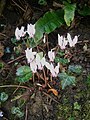 Cyclamen hederifolium in a hedge