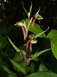 萼片、側花弁は淡緑色。唇弁は赤紫色をおび、先は3裂する。苞は花より長い。