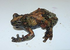 Description de l'image Dendropsophus acreanus Peru 01.JPG.