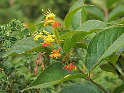 Keltavuohenkuusama (Diervilla lonicera)