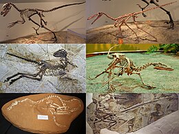 Kuusi eri Dromaeosauridae-heimon sukua: Deinonychus, Buitreraptor, Halszkaraptor, Velociraptor, Zhenyuanlong ja Microraptor