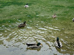 Ducks at Vrelo Bosne, Sarajevo 04