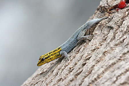 Dwarf yellow-headed gecko, by Muhammad Mahdi Karim
