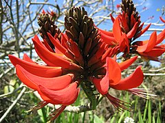 Quilla dorsal en una especie de Erythrina.