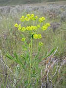 Euphorbia esula