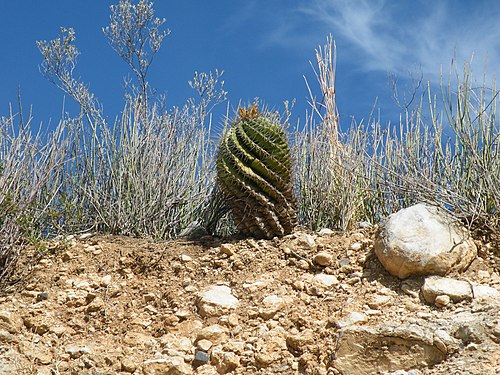 Plant growing in La Reforma Near, González Municipality, Tamaulipas