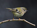 Goldcrest, 2015