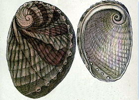 Desenho de H. australis (em vista superior e inferior), retirado de H.A. Pilsbry (1890) Manual of Conchology XII; Academy of Natural Sciences, Philadelphia, 1890; pl. 20 # 12, 13.[1]