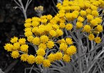 Helichrysum thianschanicum 'Icicles' on display at the San Diego County Fair, CA, USA