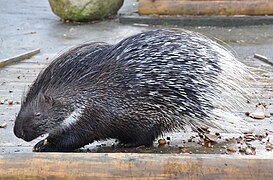 Porc spinos cu coamă (Hystrix cristata)