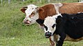 Cows at a Finca (Farm).