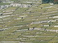 Vinhas em terraço