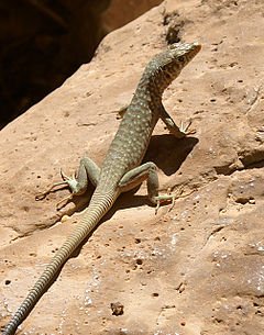 Description de l'image Lizard-Oman.jpg.