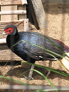 В зоопарке Tennōji Zoo[яп.] (Осака, Япония)