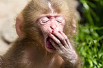 Japanese macaque juvenile