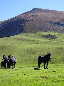 Dans un paysage de montagne assez verdoyant, plusieurs chevaux noirs se tiennent librement, un groupe sur la gauche de la photo, et un cheval un peu isolé sur la droite.