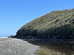 A vegetated headland at the mouth of a brown river