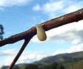 Sticky seed on a branch