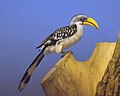 Northern Yellow-billed Hornbill