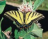 Two-tailed swallowtail